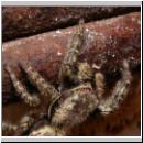 Marpissa muscosa - Springspinne 03.jpg